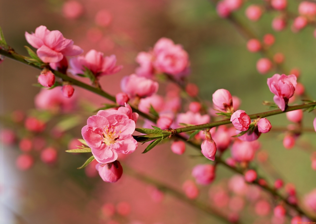 Thư chúc Tết Nguyên đán Kỷ Hợi 2019 của Chủ tịch Hội Doanh nghiệp trẻ tỉnh Hải Dương