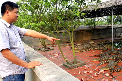 'Vua cá sấu' đất Bắc và trang trại triệu đô 